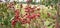 Hill glory bower clerodendrum viscosum shrub stock photo