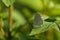 Hill hedge blue butterfly sitiing on green leaf