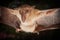 Hill Long-tongued Fruit Bat Macroglossus sobrinus