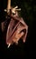 Hill Long-tongued Fruit Bat Macroglossus sobrinus