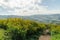 The hill of Mexican sunflower with Mountain View