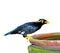 Hill Myna