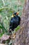 Hill myna