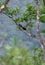 Hill Myna in Bonacaud forest