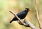 Hill Myna (Gracula religiosa)