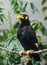 HILL MYNAH gracula religiosa, ADULT STANDING ON BRANCH