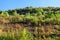 Hill overgrown with lush vegetation