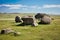 hill pasture adorned with large boulders against the backdrop of a clear blue sky.