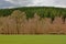 Hill with pine forest and meadow and bare deciduous forest in foreground