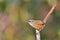 Hill Prinia bird