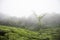 Hill Range in Eravikulam National Park