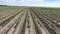 Hill rows of potato field