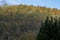 A hill with tall deciduous trees with colorful leaves under a blue sky