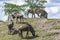 On a hill are three wildebeests and behind some zebras in a zoo in Emmen, Netherlands