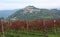 The hill town of Motovun, Istria Croatia and local wine makers vines.