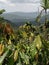 Hill view.  Nature and vegetation greenery