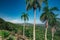 Hill view on palms tree. Panorama mountains with tropicals palnts