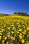 hill of yellow marigold flowers