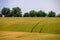 Hill with yellow wheat field and furrows and trees against the sky