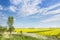 Hill with young poplar amid blooming fields and blue sky