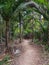 Hillary Trail in Waitakere Ranges regional park