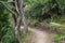 Hillary Trail in Waitakere Ranges regional park