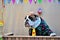 A hillbilly english bulldog attentive at the stall licking free