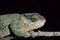 Hillenius\'short-nosed chameleon