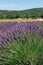 Hillock lavender bushes green young stems, cheerful, gently purple clusters of flowers stretch towards Provencal sun in summer