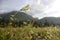 Hills behind wild herbage