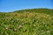 Hills covered by purple succulent flowers Ice Plant