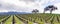 Hills covered in vineyards in Sonoma Valley at the beginning of spring, California