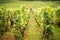 Hills covered with vineyards in the wine region of Burgundy, France