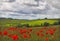 Hills in with field of poppies near Leafield, Cots
