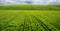 hills of a field with sprouts of wheat or rye