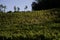 The hills full of vineyards of Santo Stefano Belbo, the area of Muscat wine in Piedmont