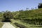 The hills full of vineyards of Santo Stefano Belbo, the area of Muscat wine in Piedmont