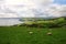 Hills with green fields and sheeps along Antrim Coast