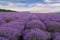 Hills landscape with lavender field in summer.