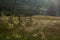 The hills of Maramures. Landscape with wildflowers and hay heads. Morning with dew and fog.