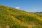 Hills and mountains covered with wildflowers, California super bloom season, Carrizo Plain