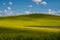 Hills with mustard plants in the Palouse of Eastern Washington. Shadows fall on the hill