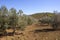 Hills and olive groves of Andalucia in southern Spain