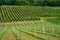 Hills of Oltrepo Pavese at June. Vineyards