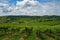 Hills of Oltrepo Pavese at June. Vineyards