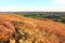 Hills of Palouse with Wild Flowers