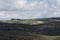 Hills planted with olive trees and some holm oaks and pines among them