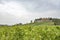 Hills with vineyards and castle Brolio on a rainy day in autumn