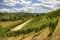 Hills and vineyards of Piedmont, Italy.