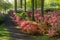 Hillside of Azalea Plants in Spring Bloom at Brighton Dam